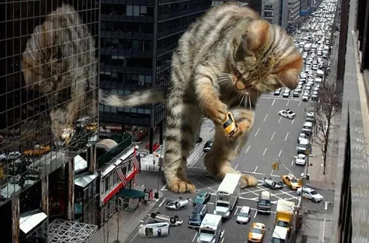 Catzilla.webp