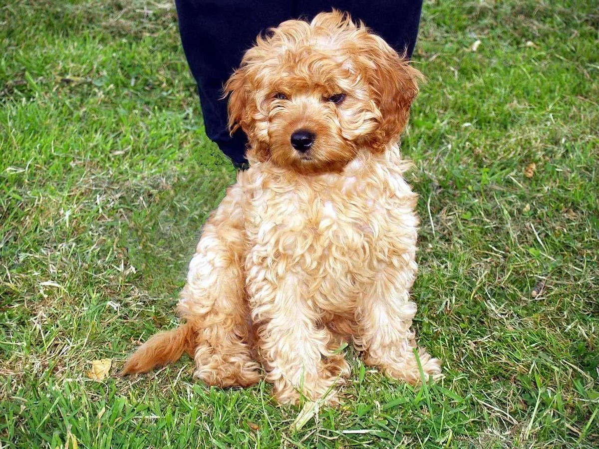 cavoodle.webp