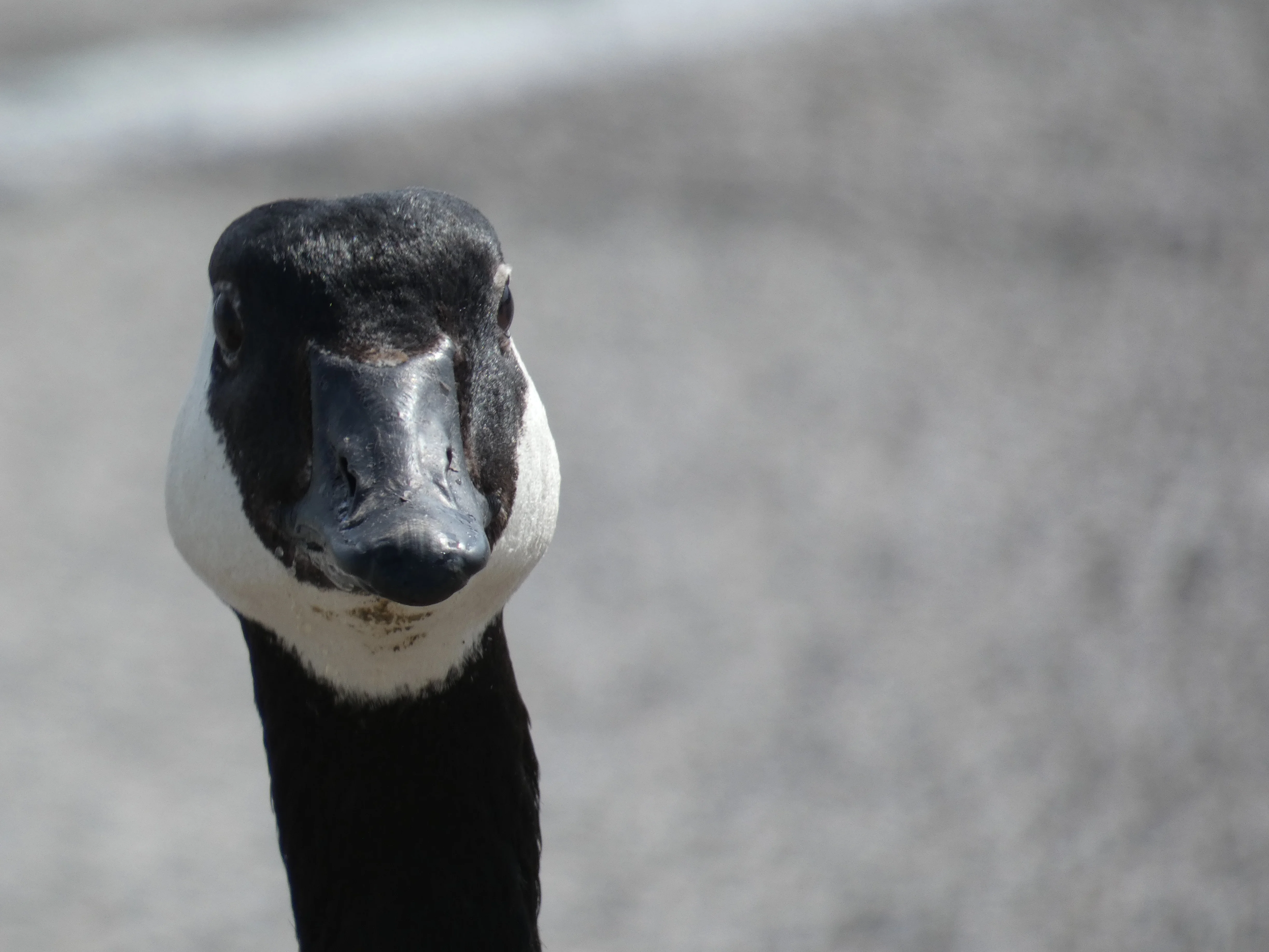 Cgoose forward facing.webp