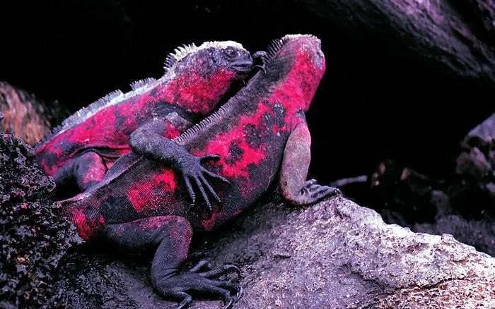 chameleon_couple.webp