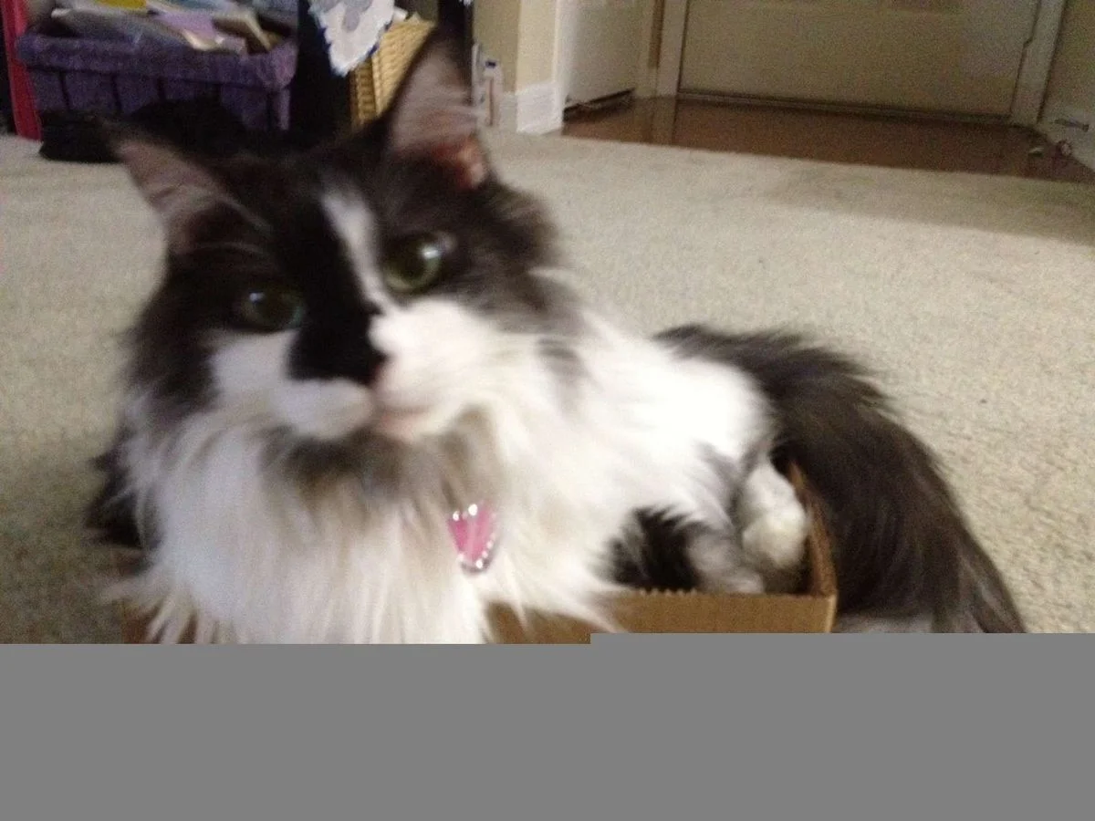Chamkee4.webp