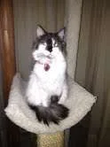 chamkee4_2012.webp
