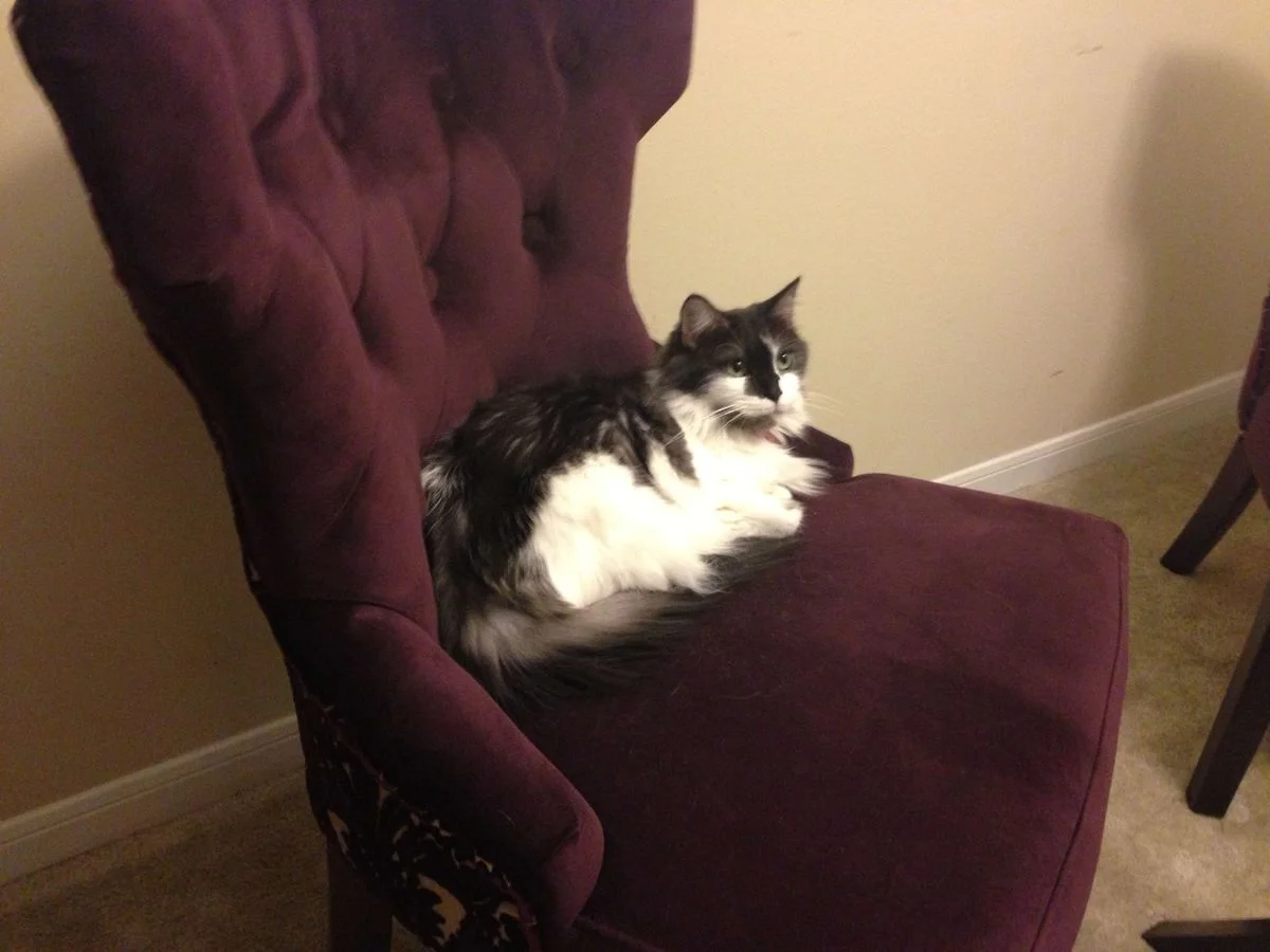 ChamkeeChair.webp
