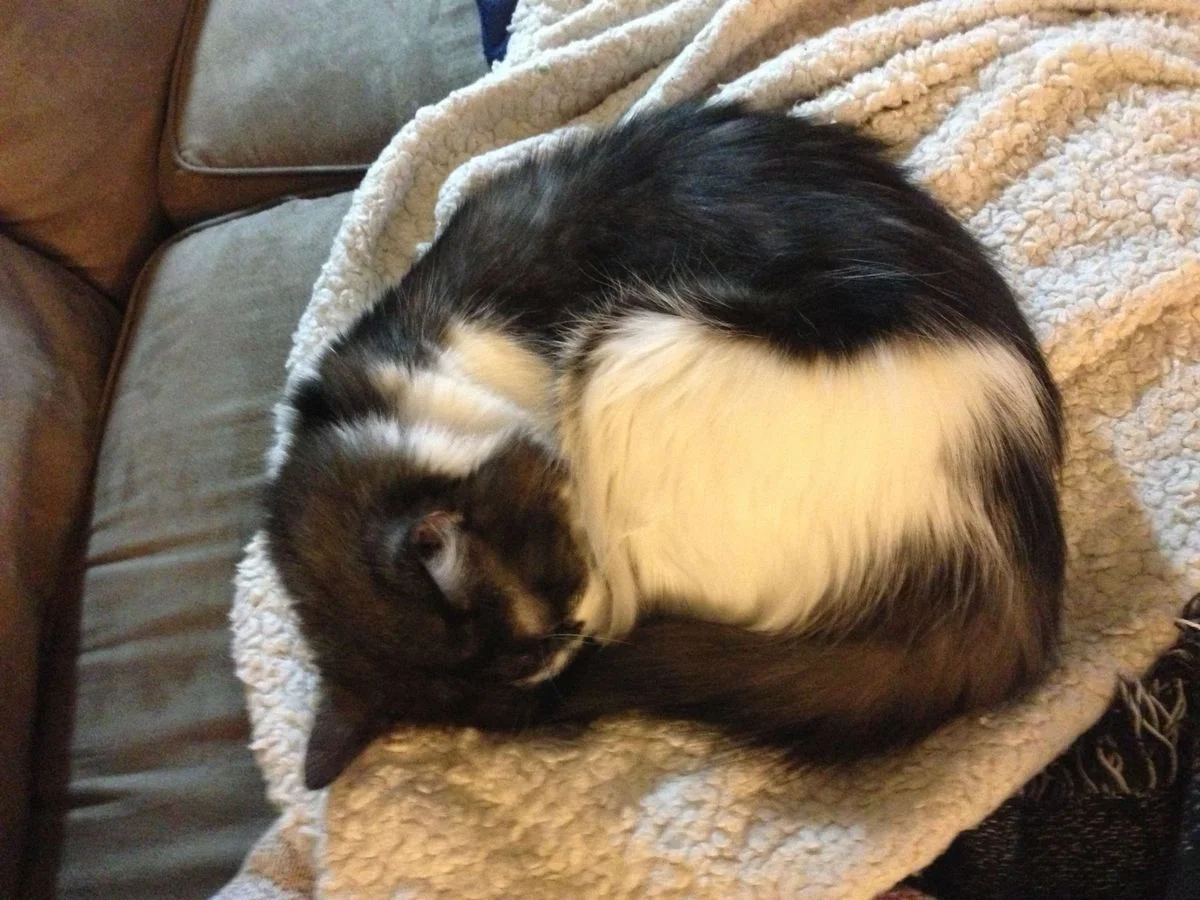 ChamkeeSleepingcold.webp