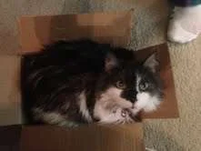 ChamkeeSmallestBox.webp