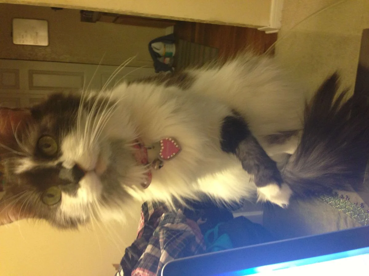 ChamkeeTable.webp