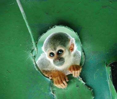 cheeky monkey.webp