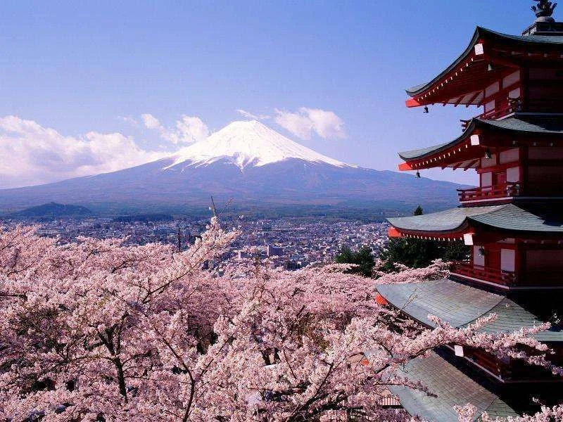 cherry-blossom-snow-mountains.webp