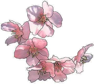 Cherry Blossom.webp