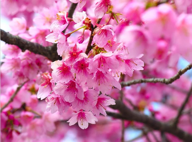 cherry blossoms for cherry blossom.webp