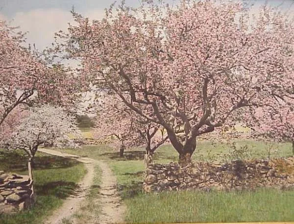 Cherry Blossoms Nutting first.webp