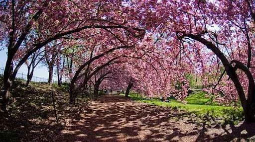Cherry_Blossoms_590x330.webp