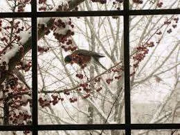 cherryblossom.webp