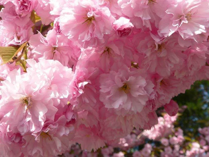 cherryblossom.webp