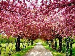 cherryblossom1.webp