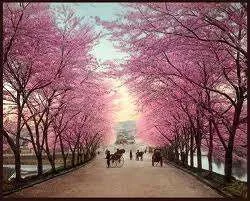 cherryblossom3.webp