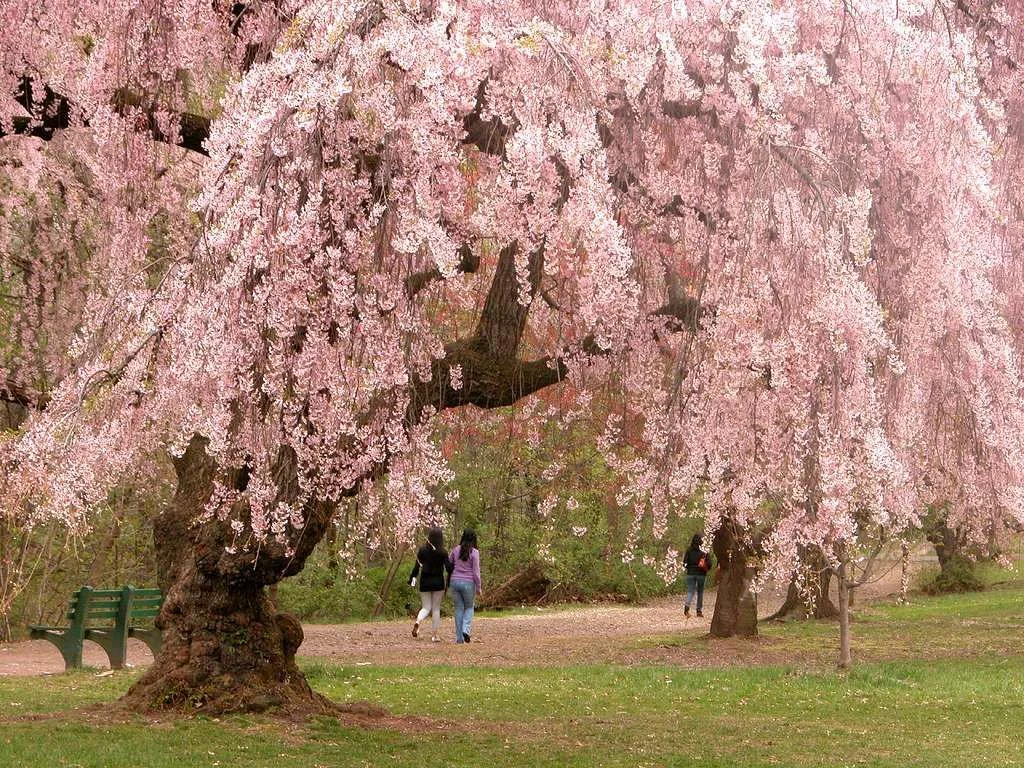 cherryblossum.webp