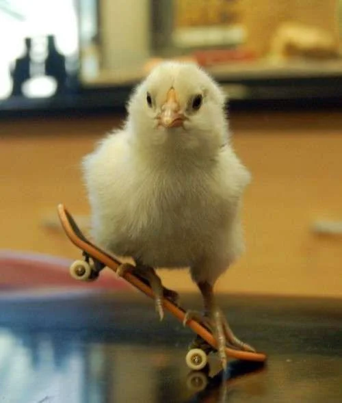 chick on a skateboard.webp