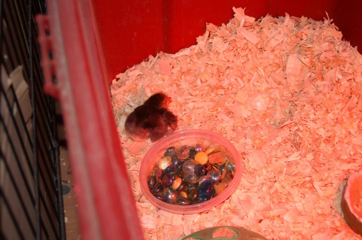 chicks brahma 010.webp