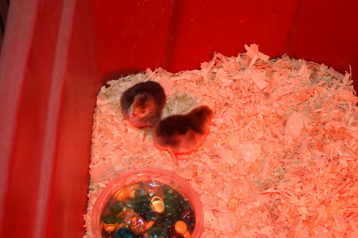 chicks brahma 011.webp