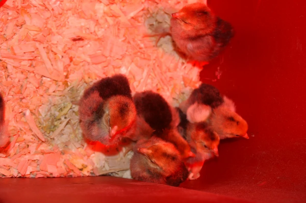 chicks brahma 012.webp