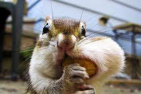 chipmunk.webp