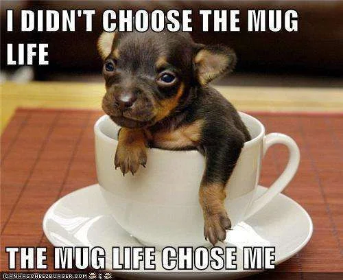choose the mug.webp