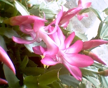 Christmas Cactus.webp