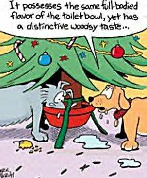 Christmas-drink-dogs.webp