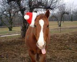Christmas horse PH.webp