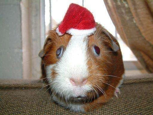 christmasguinea_iW_slsnorton.webp