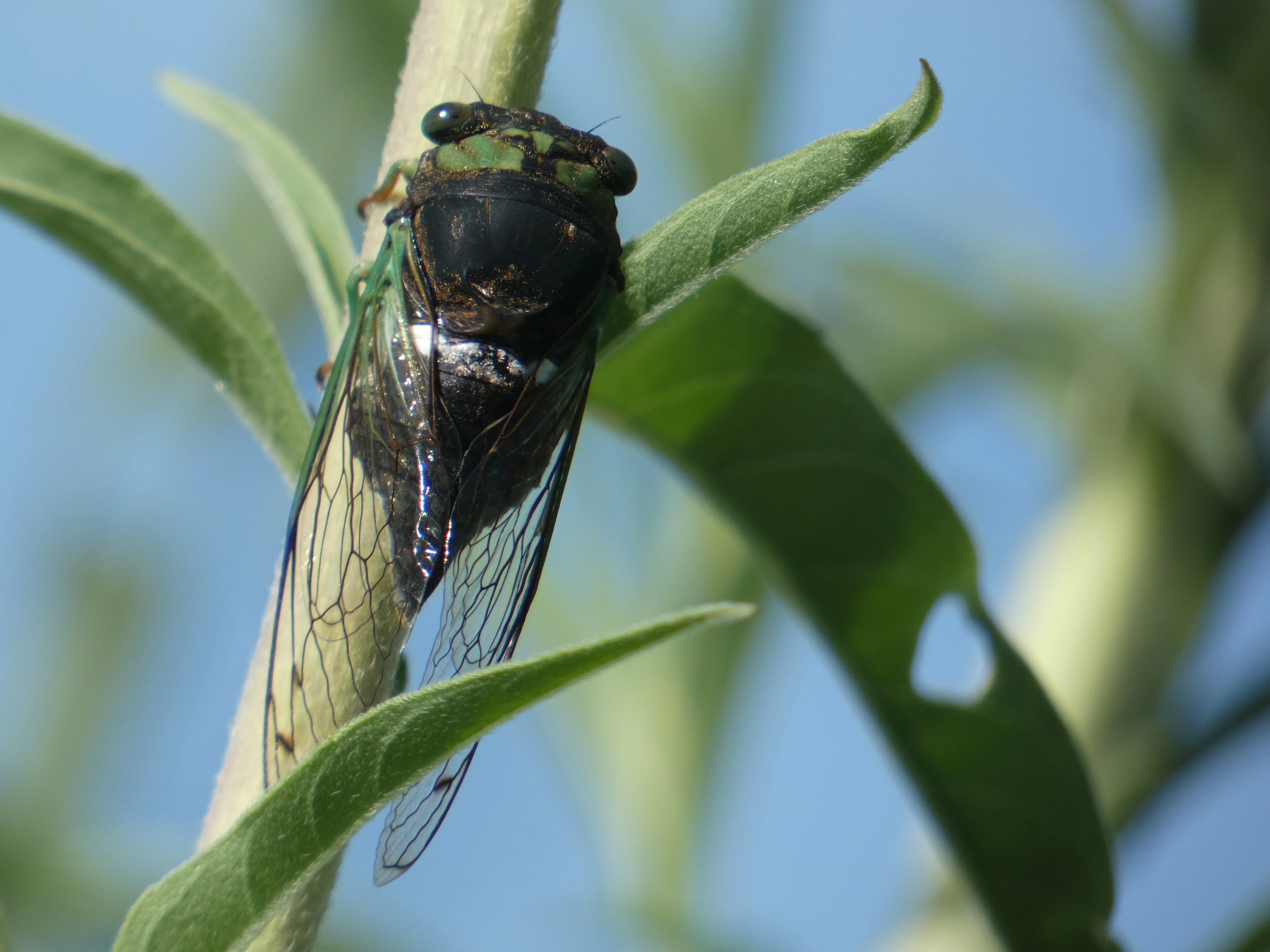 Cicada CEL.webp
