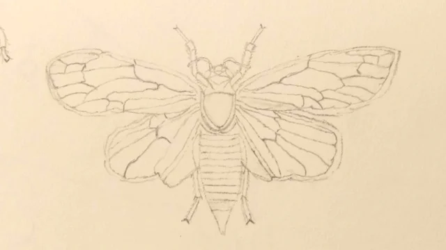 cicada drawing.webp