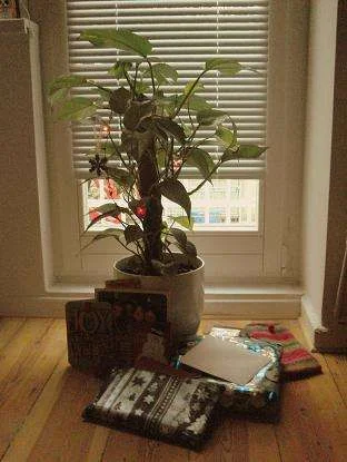 CIMG5944.webp