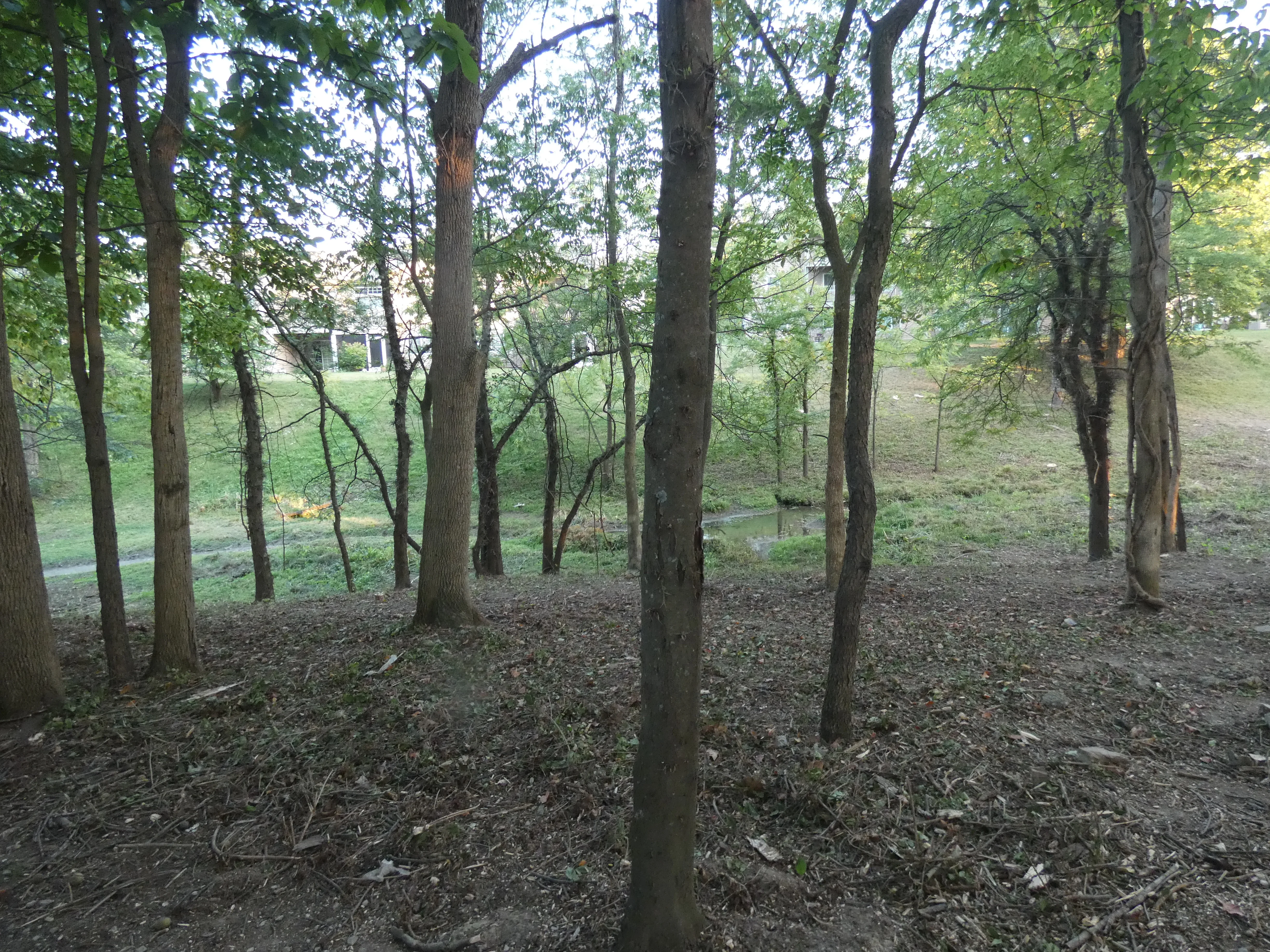 Cleared area lake nearest Wetherington_6.webp