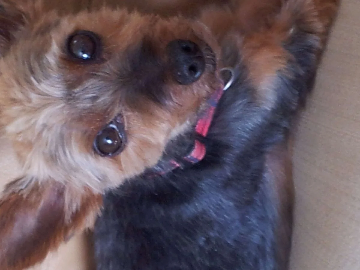 Close shot arwen.webp