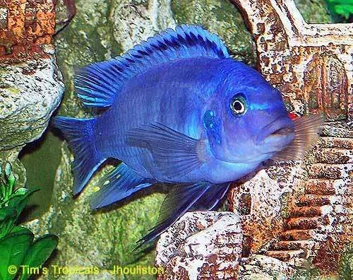 CobaltBlue4.webp
