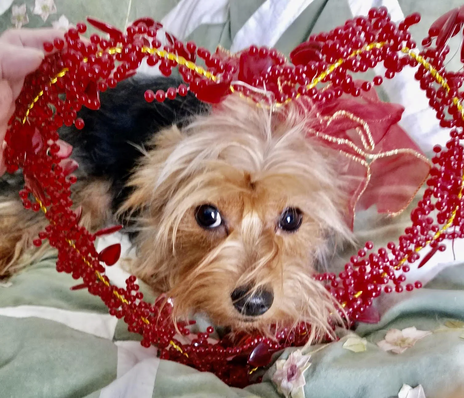 cocoa valentine.webp