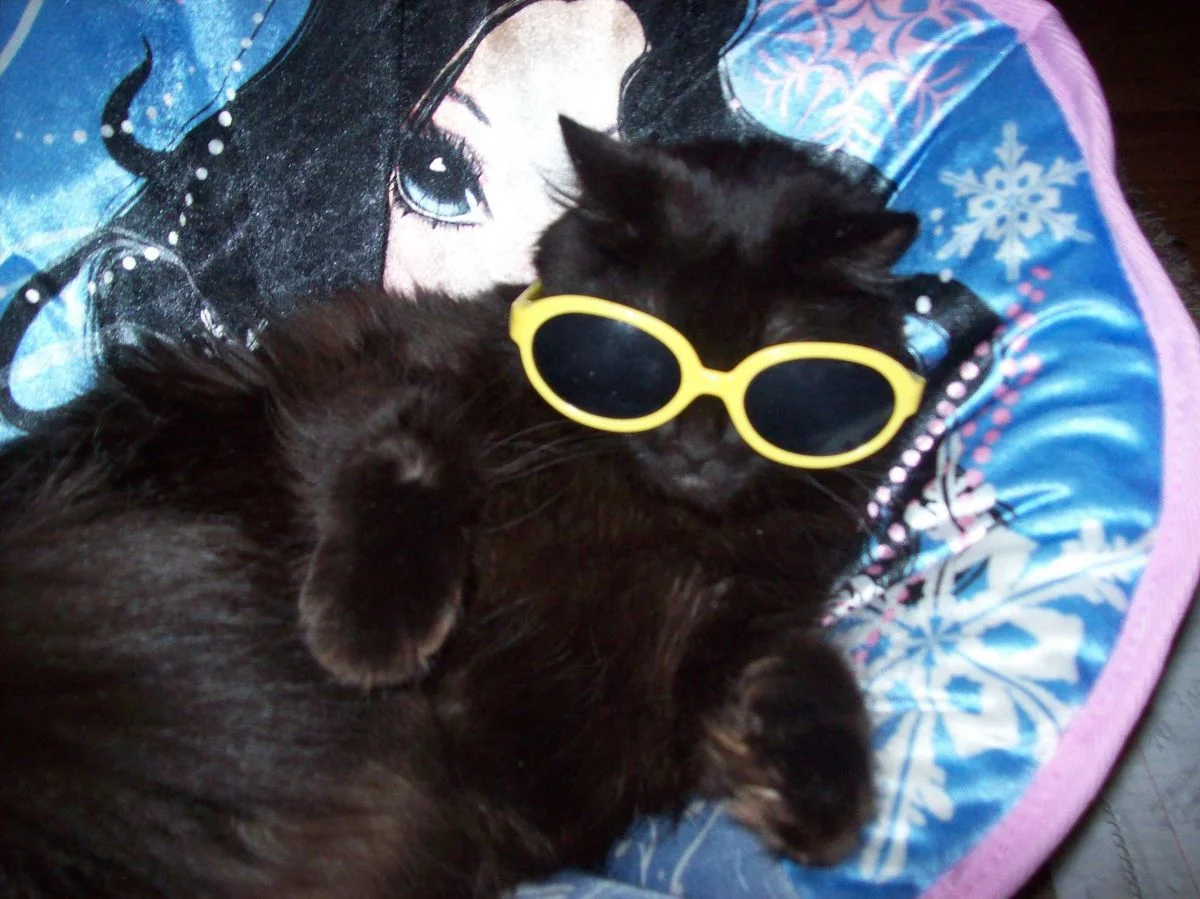 cocoa with sunglasses 001.webp