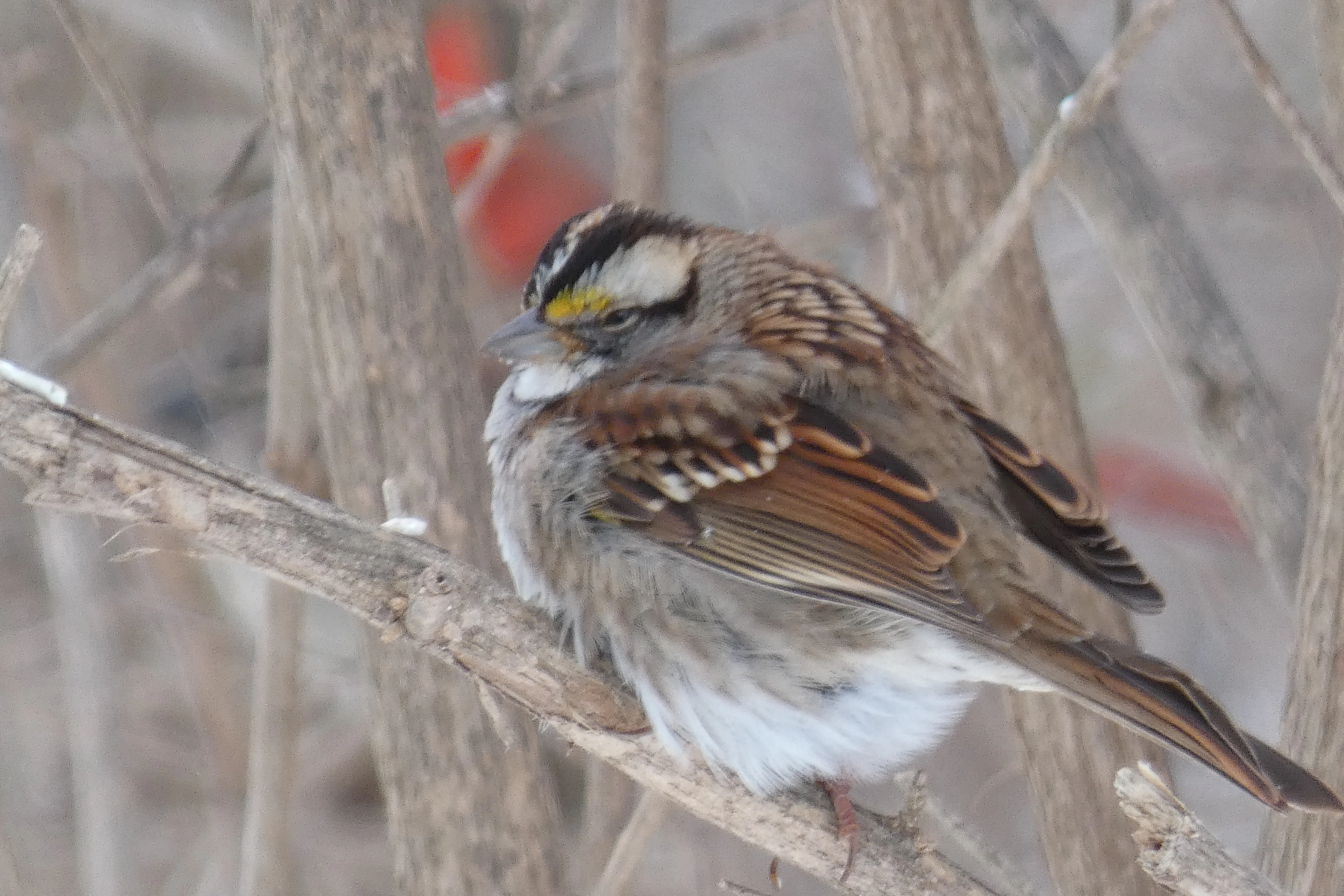 cold white-throated sparrow.webp