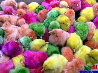 Colourful Chicks.webp