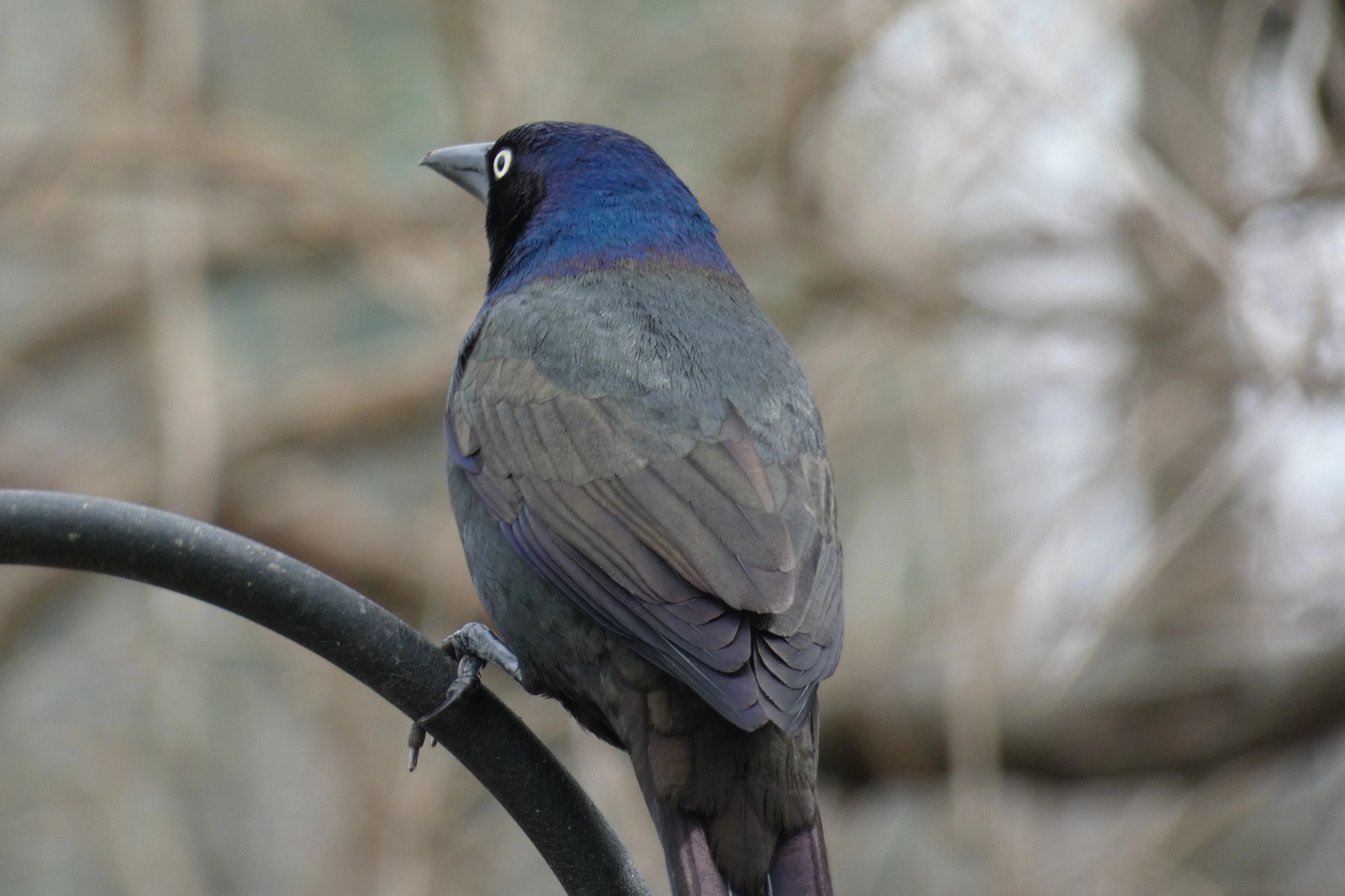common grackle.webp