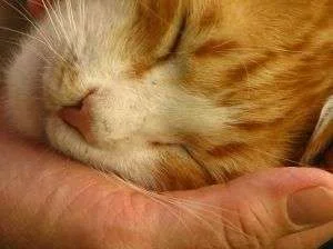 compassion.webp