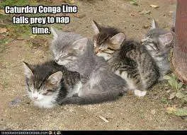 Conga line.webp