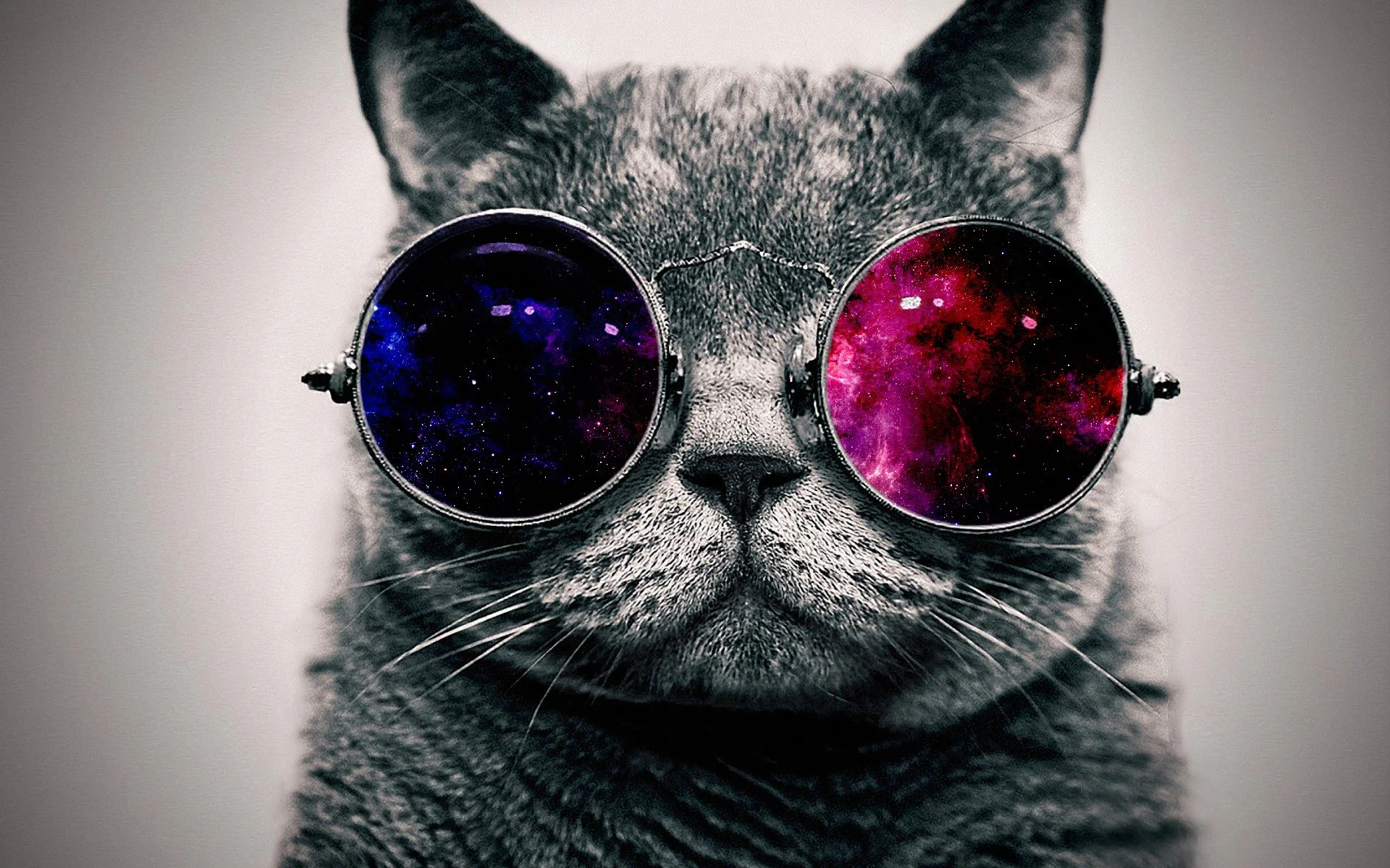 Cool-Cat-HD-Wallpapers-Widescreen.webp