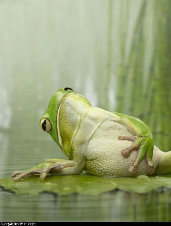 Cool_Frog.webp