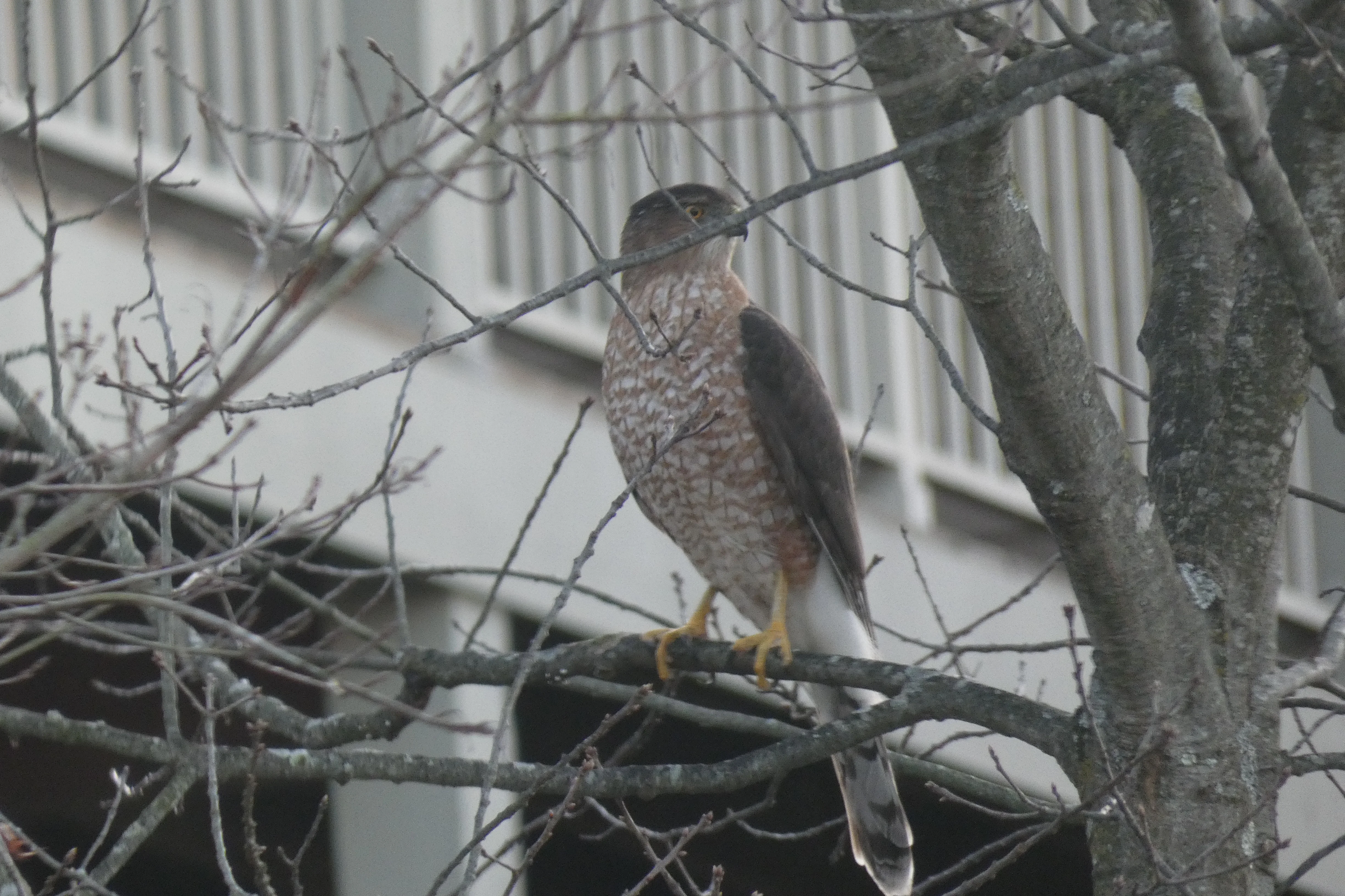 Cooper's Hawk 01042022.webp