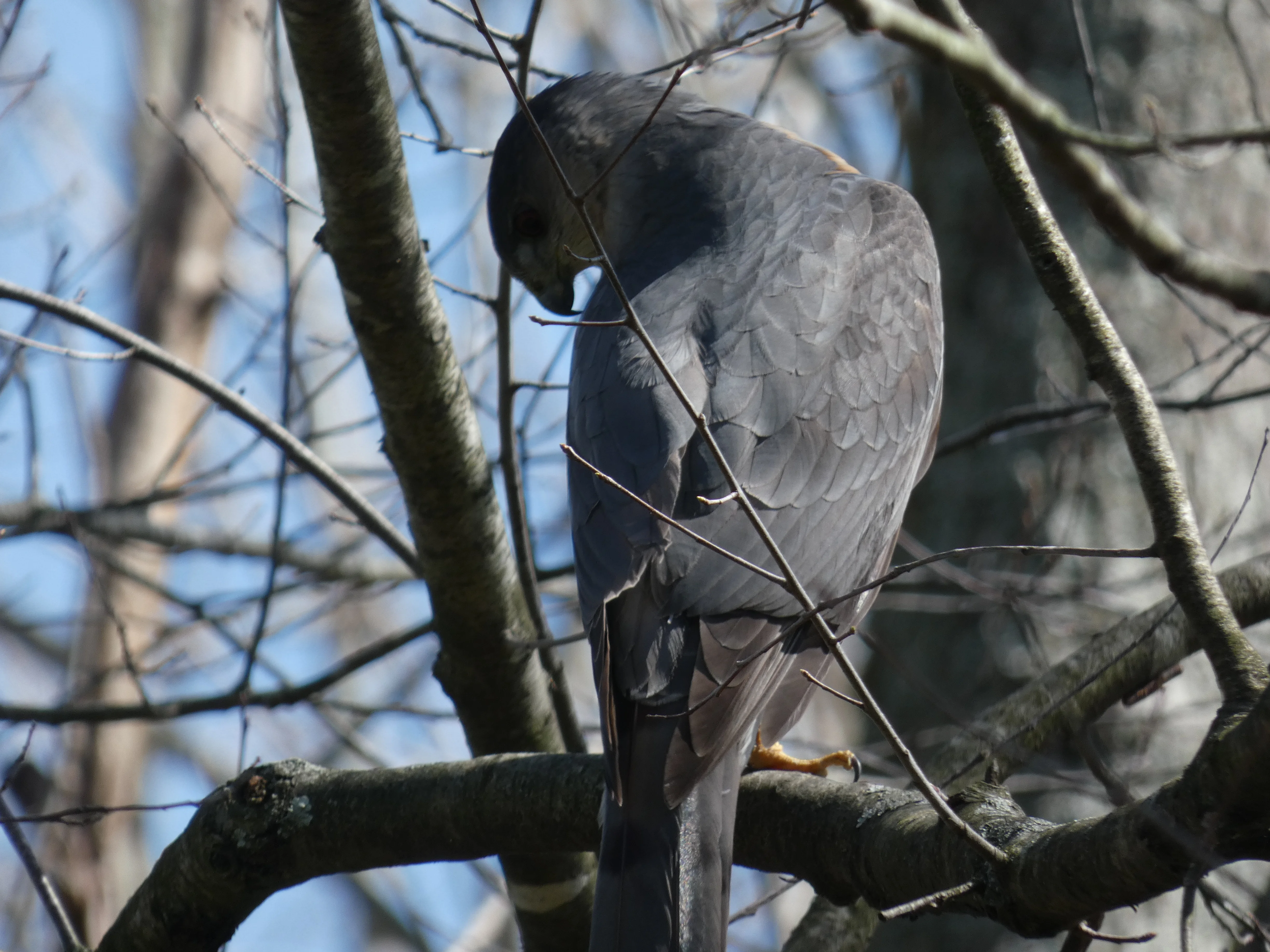 Cooper's Hawk.webp
