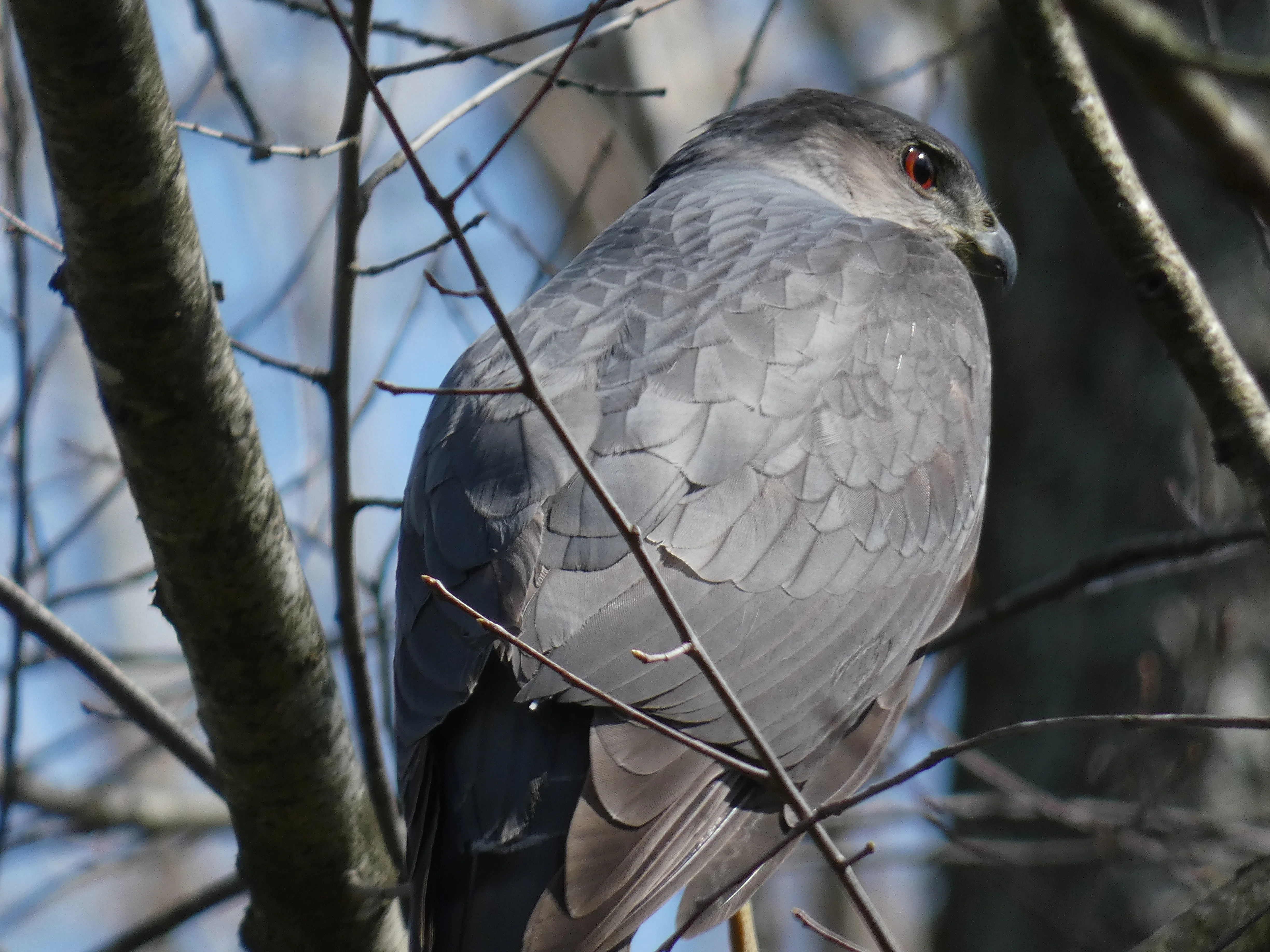 Cooper's Hawk_2.webp