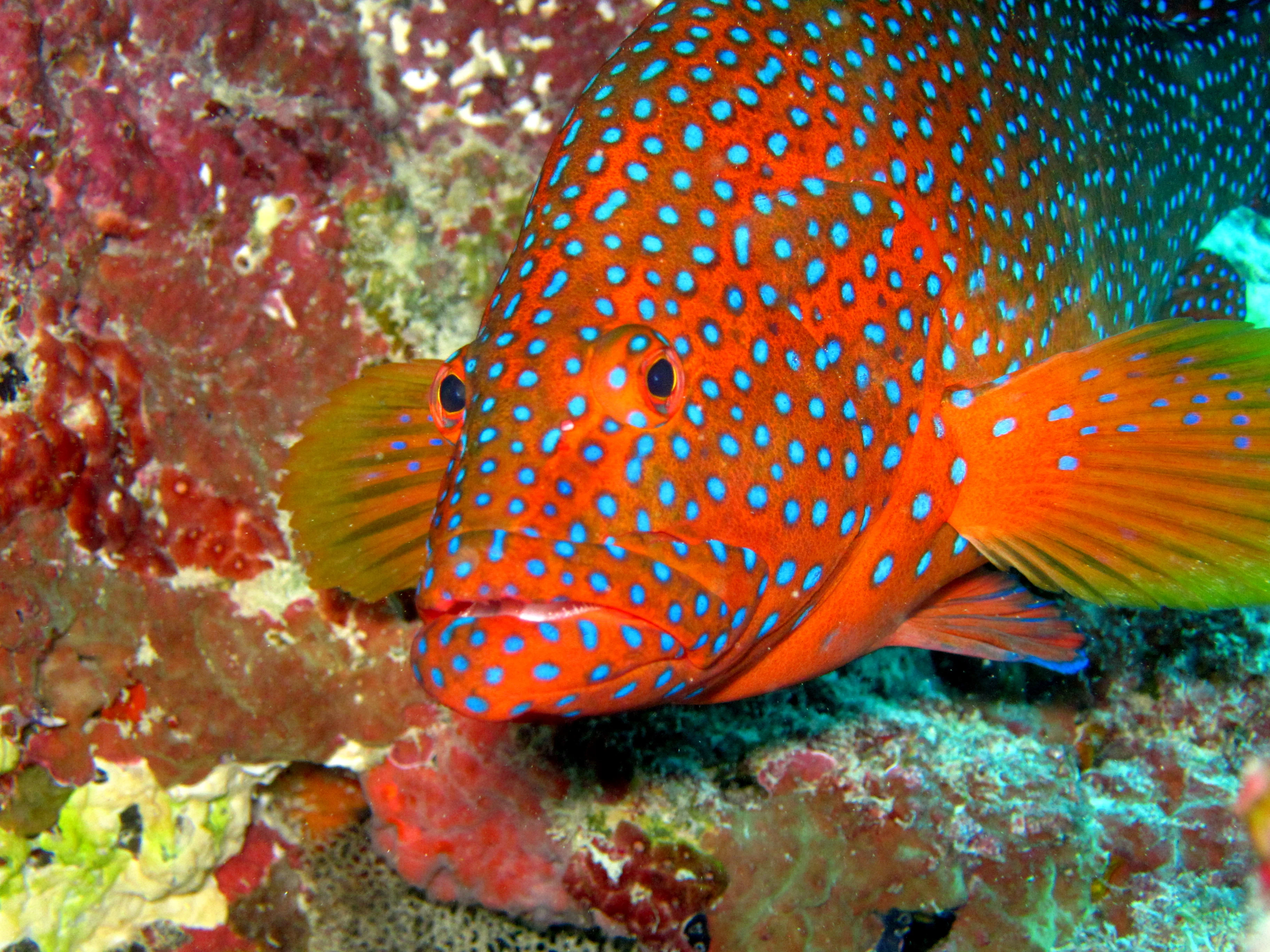 coral cod.webp